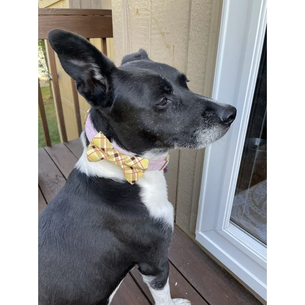 N/A dog bow